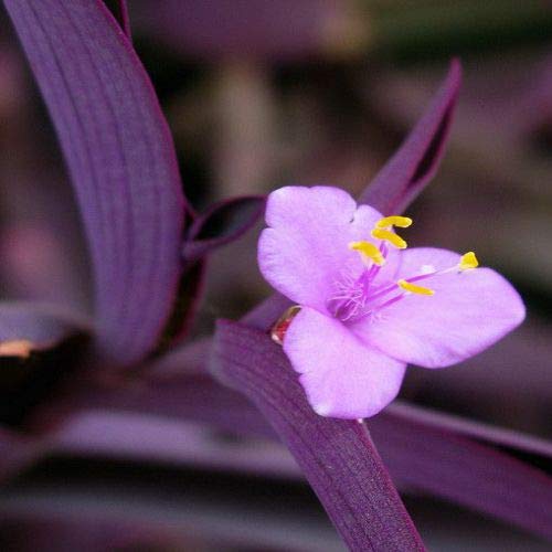 Vatikalive Purple Heart- plant with pot (B08H12MF81) Amazon Price History, Amazon Price Tracker