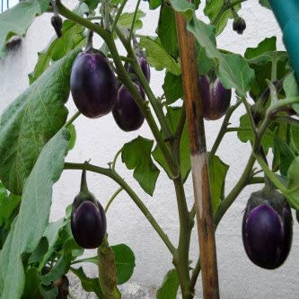 Image of Black Beauty Brinjal Seeds for Home & Terrace Gardening 100+