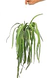 Puede florecer CACTUS NATURAL COLGANTE LEPISMIUM MONOCANTHUM M15 PARA EXTERIOR