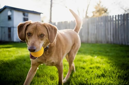 OllyDog-Happy-Camper-Ball-Solid-Rubber-Bouncy-Ball-for-Dog-Aggressive-Chewers-Natural-Rubber-for-Dogs-Under-50lbs-25-Inches-Diameter-Mango