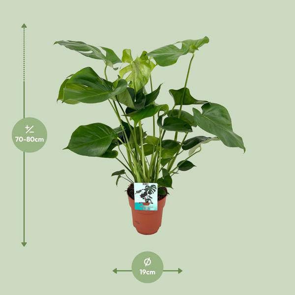 Monstera Deliciosa – pyszne liść okienny – roślina pokojowa – Ø 19 cm x 60 cm – tropikalna roślina pokojowa z okleinowanymi liśćmi – oczyszczająca powietrze i łatwa w pielęgnacji
