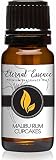 Malibu Rum Cupcakes Premium Grade Fragrance Oil - 10ml - Scented Oil