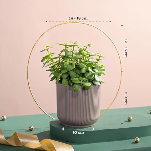 Image of Ugaoo Ibiza Combo of 4 Live Indoor Plants with Pots (Mocca) - Jade Plant, Aglaonema Lipstick, Golden Snake Plant, Oxycardium Green | Ideal for Home Decor & Office
