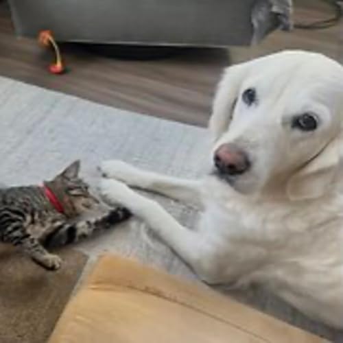 Episode 3075 - The Scott Adams School 01/19/26 Podcast Por  arte de portada