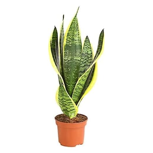 Sansevieria | Lengua de suegra | Planta natural de interior Planta natural de interior en maceta de 8,5cm depuradora y oxigenadora de la casa