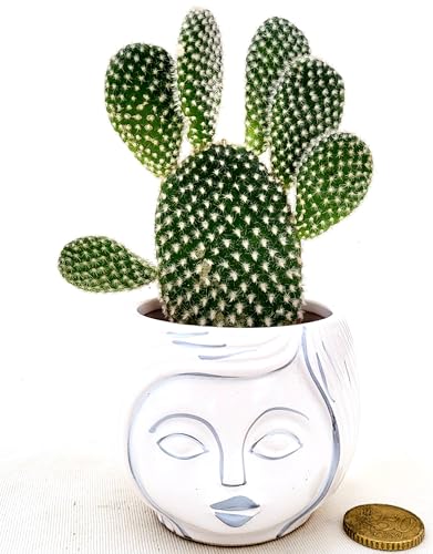 OPUNTIA MICRODASYS A SPINA BIANCA, FICO D'INDIA MICRO IN VASO CERAMICA SIGNORINA, IDEALE PER SCRIVANIA, piante vere