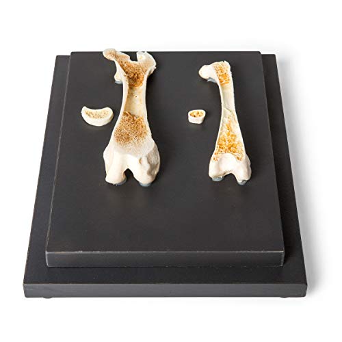 Image of 3B Scientific GmbH T30053 Comparison of Bird and Mammal Bones