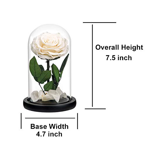 Preserved Rose White Roses In Glass Dome, Long Lating Rose Real Roses Never Withered Flower Gifts For Her, Valentine's Day, Mother's Day, Birthday, Christmas Medium #TOP3