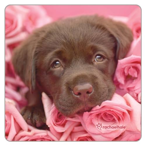 Legacy Chocolate Lab & Roses 3.75 x 3.75 Cork Backed Coasters Pack of 6