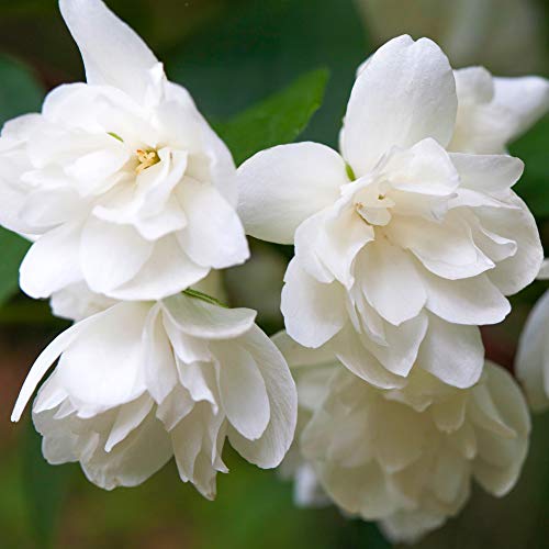Philadelphus Snowbelle Mock Orange Shrub Deciduous Outdoor Garden Plant in Pot (9cm Pot, 20-30cm)