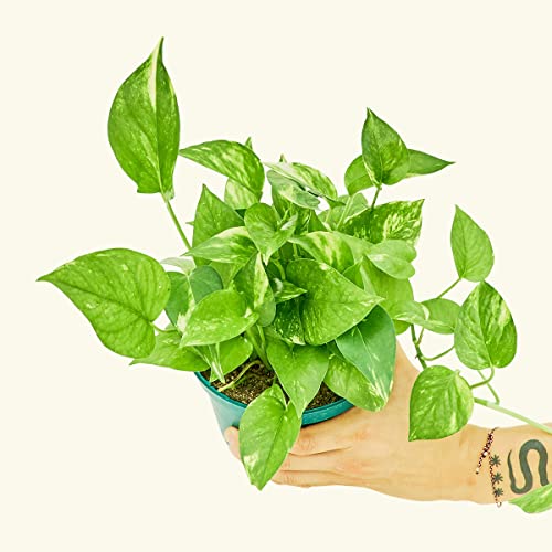 Golden Pothos - Epipremnum aureum | Live, Easy, and Beautiful Houseplant (6" Wide Pot)