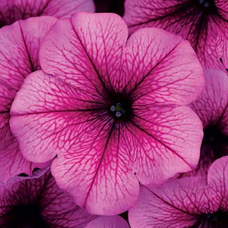 Park Seed Easy Wave Rose Fusion Petunia Seeds