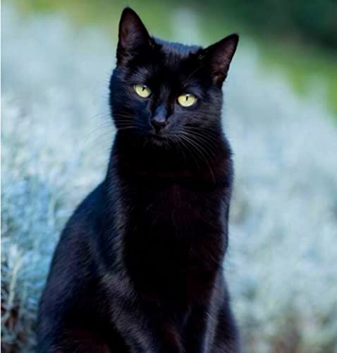 Peinture au diamant 5D chaton noir pour combattre le stress