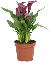 DECOALIVE Cala Natural (Zantedeschia) Planta de Exterior que Embellece Cualquier Espacio Verde