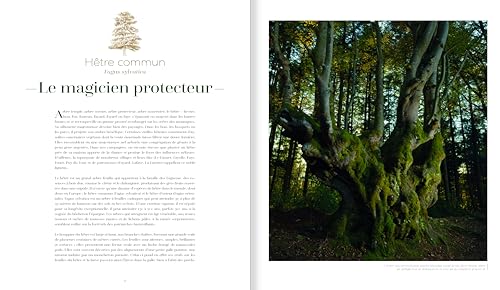 Arbres, secrets de géants – vue 6