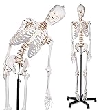breesky Flexible Human Skeleton Model
