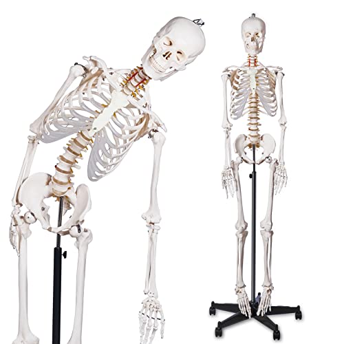 Image of breesky 70.8 Inches Flexible Human Skeleton Model for Anatomy - Life Size Medical Human Skeleton Model with Nervous System with Rolling Stand for Medical Study and Display 3 Posters