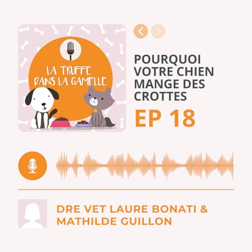Pourquoi votre chien mange des crottes et votre chat miaule devant une gamelle pleine