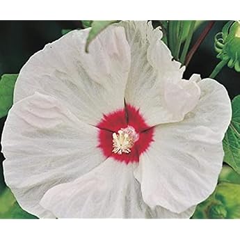XXL Hibiscus Moscheutos 'Old Yella' - Giant Hibiscus Perennial Hibiscus Winter-Hardy Large-Flowered Bee-Friendly Perennial For Garden Patio & Pot