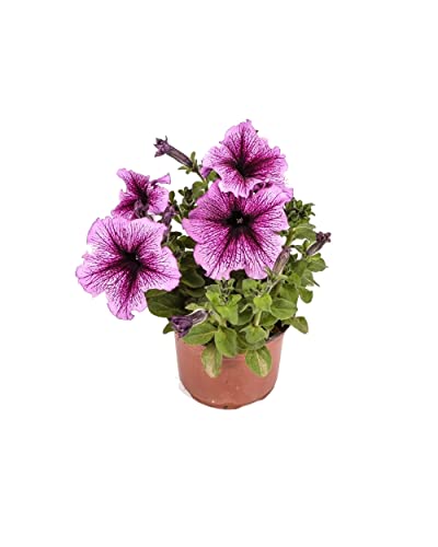 Petunia Planta Natural para Terraza y Jardín