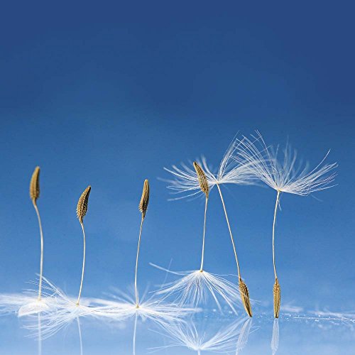 Zen Nature 2017 (Mindful Editions)