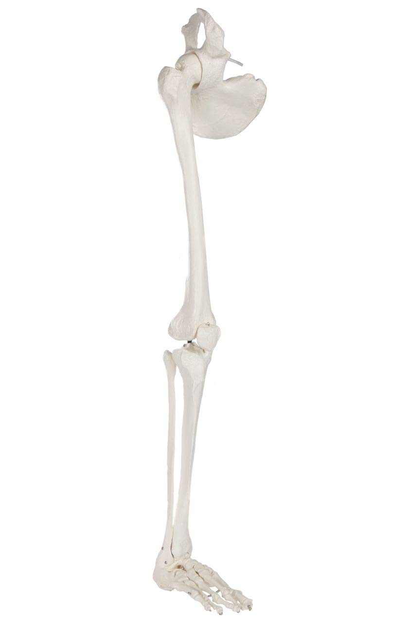 Axis Scientific Leg Skeleton - Left