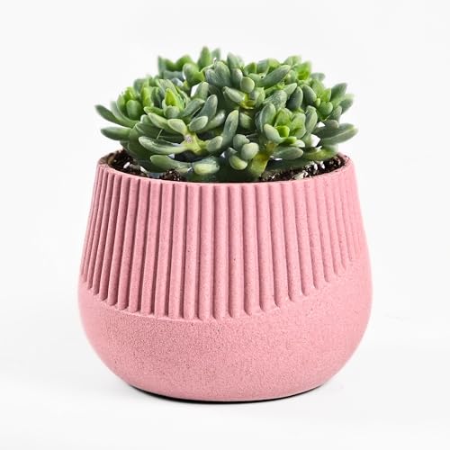 Image of Eha Earth Friendly Oreo 4 inch Small pots for Indoor Plants | Plant Pot Made with Bamboo Fibers | Table Top Planters for Home Decor and Office, Flower Pot for Living Room | 1 Unit, Innocent