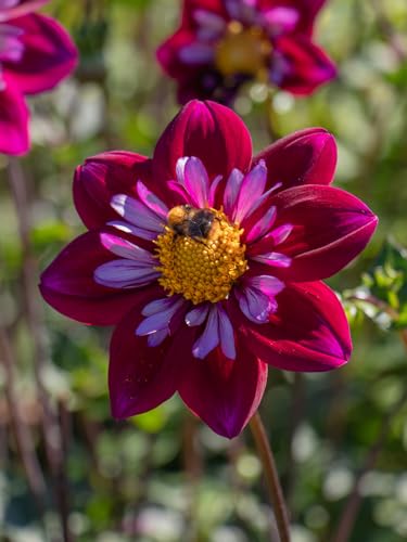 Dahlie Eefje | 1 Stück | Knolle | Gelb | Lila | 100% Blütegarantie | QFB Gardening