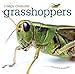 Creepy Creatures: Grasshoppers