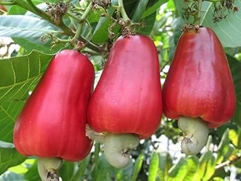Image of All-Time12 Months Hybrid Grafted Guti Kolom Live Fruit Plant Original & Authentic Organic for Outdoor Fast-Growing Fruit Plant Home Pack Of-1 (Kaju(Cashew) Dry Fruit Plant Pack of-2, Medium)