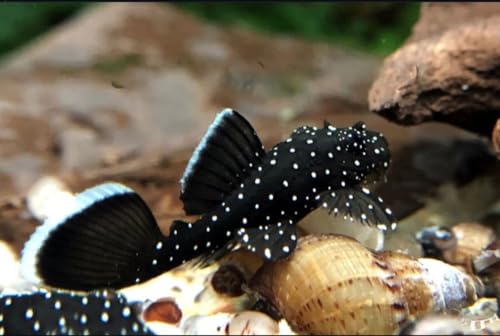 ShrimpRack L183 Starlight Bristlenose Pleco (Ancistrus dolichopterus). Juveniles. Size 1 INCHE in Length Live Arrival Guarantee.