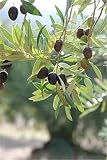 ¡promoción! 15 unids raro olivo bonsai de olivo (olea europaea) mini planta de árbol para el hogar jardín suministros, macetas de flores exóticas maceteros: 11