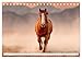 Horses in the Free Nature (Desk Calendar 2026 DIN A5 Landscape), CALVENDO Monthly Calendar: Horse Calendar with Noble Horses in the Free Nature - Frisians, Arabs, etc. and Horses