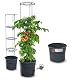 Rgvertrieb Tomatentopf