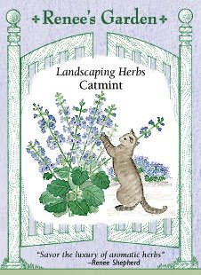 Catmint Seeds Catmint Seeds