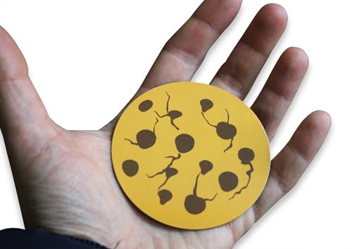 Set de Imanes Decorativos Chocolate Chip Cookies 12 Pzas miniatura 4
