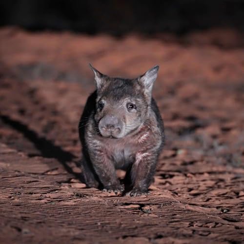 E16 - Burrowing from the brink