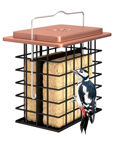 Where to Hang a Suet Feeder for Optimal Bird Watching - Birds & Wetlands