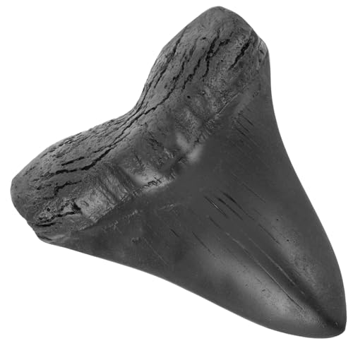Dent de requin mégalodon résine décoration paléontologique maison