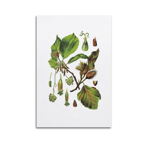 HNPBB Plant Poster Fagus Sylvatica & European Beech Poster Decorative Painting Canvas Wall Posters And Art Picture Print Modern Family Bedroom Decor Posters 20x30inch(50x75cm)