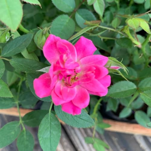 Kit 5 Mudas Mini Rosas Natural Planta Decoração Jardim Mista Ideal Vasos Jardineiras