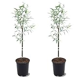 Weeping Willow, Deciduous, Fast-Growing, Shade Tree, 2-3 ft Tree Height, 1 gal Nursery Pot (Due to Agricultural Laws, we Cannot Ship to CA, AZ, AK, or HI), 2 Trees