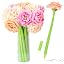 Chrysanthemum