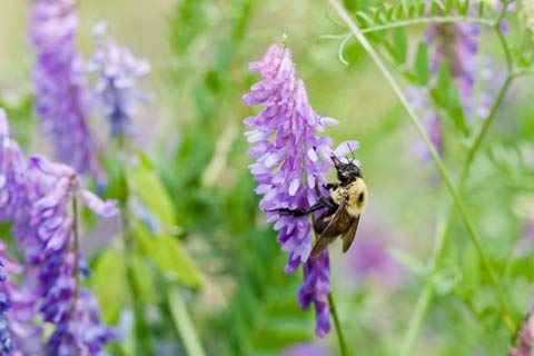 Hairy Vetch Seeds, Food Plot Used As a Cover Crop, Green Manure, Pasture, Silage, and Hay...