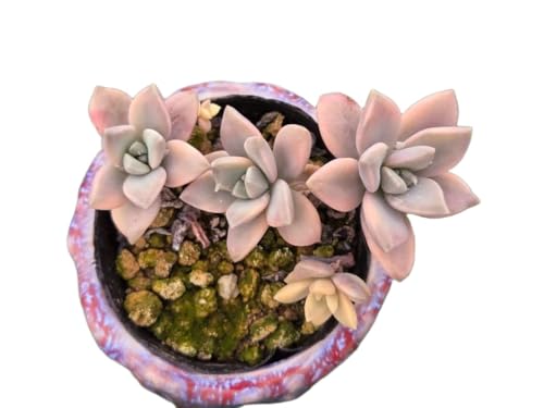 観葉植物 多肉植物 錦」の人気商品一覧 | 安い商品を通販サイトから