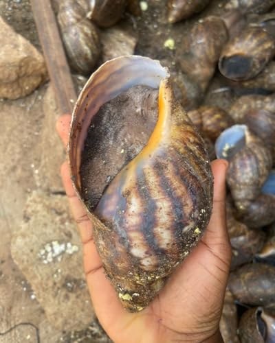 Kovafood Premium Quality Very Large Jumbo Fresh and Organic Frozen SNAILS | Escargots. 10-12PCS, 2LBS. Shipped Frozen.