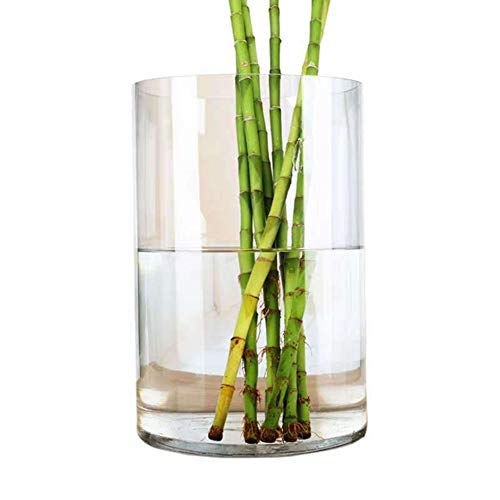 WGV Cylinder Vase, Width 9\", Height 12\", Clear Wide Large Diameter Flower Glassware, Floral Container, Planter Terrarium for Wedding Party Event, Home Accent Decor, 1 Piece