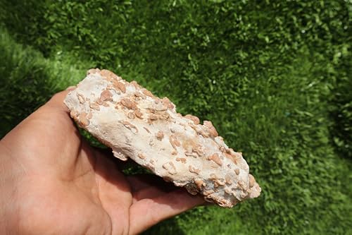 Image of Ammonites & Gastropods Plate Cretaceous Fossils Fossils from Morocco Fossil Rock ammonites Fossil from Morocco A208