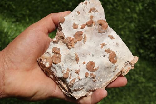 Image of Douvilleiceras & Gastropods Plate Cretaceous Fossils Fossils from Morocco Fossil Rock Ammonites Fossil A204