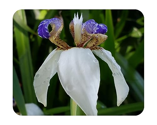 Walking Apostle Iris Emerald Goddess Gardens